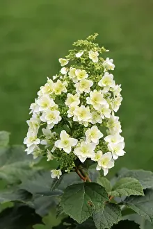 Germany Plant Life Drucke: Oakleaf hydrangea (Hydrangea quercifolia)