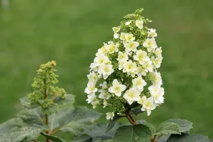 Hydrangea Quercifolia Drucke: Oakleaf hydrangea (Hydrangea quercifolia)