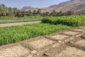 Arabian Peninsula Nature Scene Drucke: Oasis with date palms and green fields