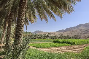 Western Asia Mountain Range Drucke: Oasis with date palms and green fields