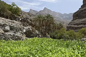 Mountainous Vegetation Drucke: Oasis with date palms and green fields