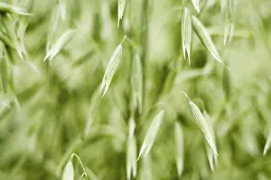 Grainfield Cultivation Drucke: Oats