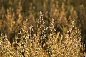 Daytime Agricultural Crop Drucke: Oats, Canada