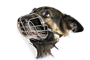 White Studio Background Animal Drucke: Object on white - muzzle dog close up