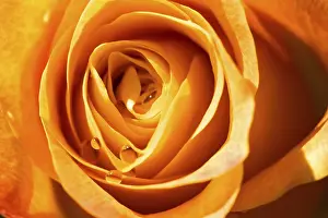 White Background Flower Drucke: Object on white - orange rose close up