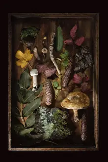 Dark Background Flat Lay Drucke: Found objects from the forest as a flat lay in a wooden box with tree bark
