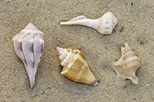 Meeresschnecke Drucke: Meeresschnecken, Schalen.