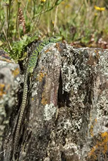 Pearl Lizard Drucke: Ocellated lizard, pearl lizard