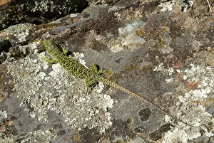 Wildlife Photography Spain Drucke: Ocellated lizard, pearl lizard