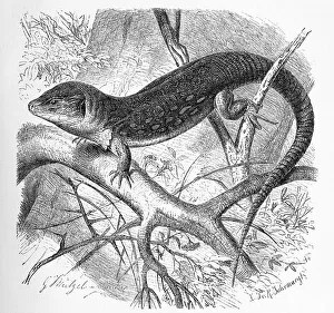 Lepidosauria Animals Drucke: Ocellated lizard (Timon lepidus)