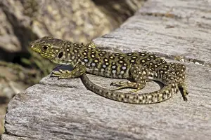 Timon Lepidus Drucke: Ocellated Lizard (Timon lepidus)
