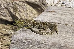 Timon Lepidus Drucke: Ocellated Lizard (Timon lepidus)