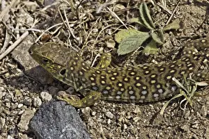 Timon Lepidus Drucke: Ocellated Lizard (Timon lepidus)