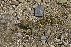 Timon Lepidus Drucke: Ocellated Lizard (Timon lepidus)