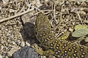 Timon Lepidus Drucke: Ocellated Lizard (Timon lepidus)