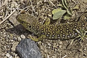 Timon Lepidus Drucke: Ocellated Lizard (Timon lepidus)