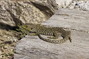 Lacertiden Drucke: Ocellierte Eidechse (Timon lepidus)