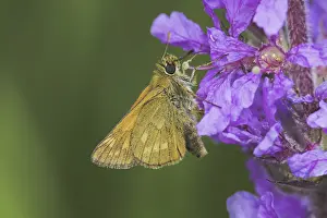 Ochlodes Sylvanus Drucke: Ochlodes sylvanus (Ochlodes venatus)