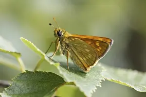 Ochlodes Sylvanus Drucke: Ochlodes sylvanus (Ochlodes venatus)