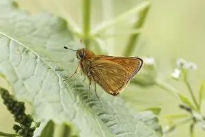 Ochlodes Sylvanus Drucke: Ochlodes sylvanus (Ochlodes venatus)