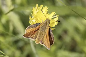 Flying Insect Photography Drucke: Ochlodes sylvanus (Ochlodes venatus)