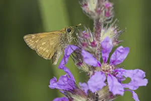 Natural Environments Photos Drucke: Ochlodes sylvanus (Ochlodes venatus)
