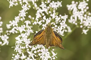 Flying Insect Habitat Drucke: Ochlodes sylvanus (Ochlodes venatus)