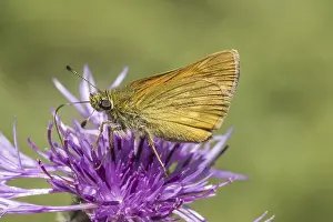 Skipper Butterfly Drucke: Ochlodes sylvanus (Ochlodes venatus)