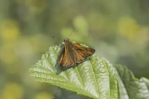 Deserted Natural Habitats Drucke: Ochlodes sylvanus (Ochlodes venatus)