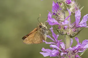 Pterygote Insects Drucke: Ochlodes sylvanus (Ochlodes venatus)