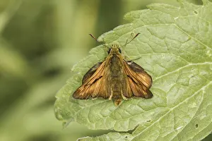 Skipper Butterfly Drucke: Ochlodes sylvanus (Ochlodes venatus)