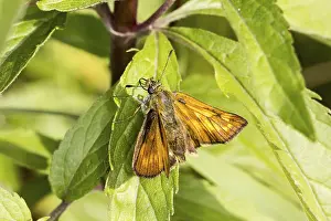 Lepidopteran Insects Germany Drucke: Ochlodes venatus (Ochlodes sylvanus)