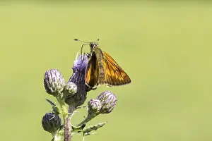 Drucke von Ochlodes venatus (Ochlodes sylvanus), Rostfarbiger Dickkopffalter - Ochlodes venatus (Ochlodes sylvanus), Großer Schachblume-Taggeier aus Niedersachsen, Deutschland Großer Skipper Drucke: Ochlodes venatus (Ochlodes sylvanus)
