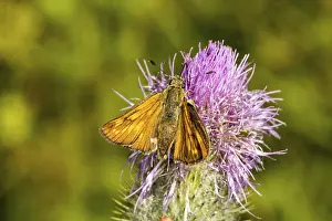 Pterygote Insect Habitat Drucke: Ochlodes venatus (Ochlodes sylvanus)