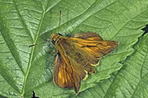 Pterygote Insects Orange Color Drucke: Ochlodes venatus, rust-colored thighead