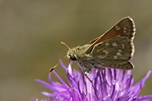 Skipper Butterflies In Bloom Drucke: Ochlodes venatus, rust-colored thighead