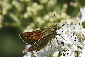 Pterygote Insect Flying Free Drucke: Ochlodes venatus, rust-colored thighead
