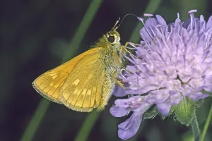 Pterygote Insects In Bloom Drucke: Ochlodes venatus, rust-colored thighead