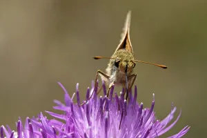 Flowering Natural Environment Photos Drucke: Ochlodes venatus, rust-colored thighead
