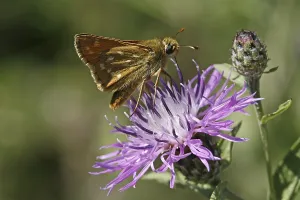 Orange Skipper Butterfly Drucke: Ochlodes venatus, rust-colored thighead
