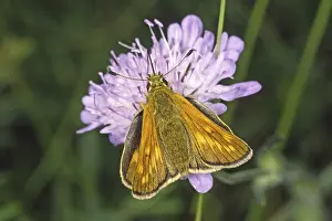 Drucke von Ochlodes venatus, rötlichbrauner Thighead Großer Skipper Drucke: Ochlodes venatus, rötlichbrauner Thighed