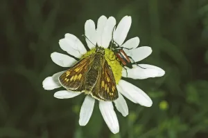 Uninhabited Natural Environment Drucke: Ochlodes venatus, rust-colored thighead