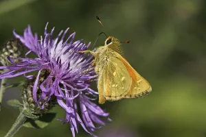 Skipper Butterflies In Bloom Drucke: Ochlodes venatus, rust-colored thighead