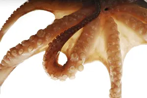 Seafood Delicacy Drucke: Octopus