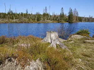 Harz National Park Germany Drucke: Oderteich, dam, Harz National Park