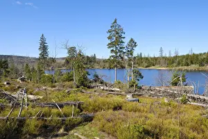 Harz National Park Drucke: Oderteich, dam, Harz National Park