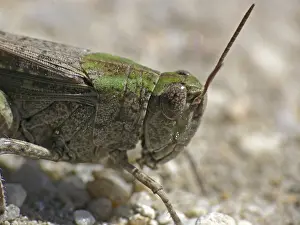Flying Insect Stock Photos Drucke: Oedalus decorus