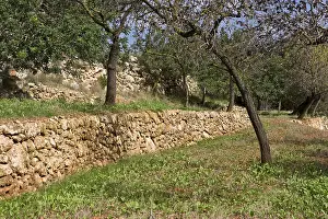 Balearic Islands Nature Drucke: Offset with trees and typical spanish stonewall