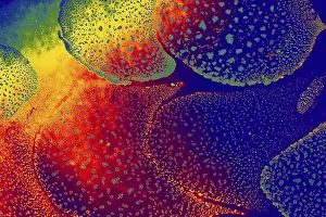 Empty Waterfront Scene Drucke: Oil bubbles inside water base form patterns