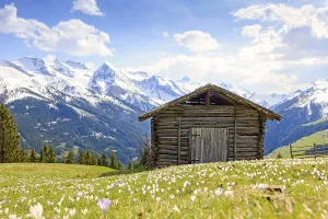 Zillertal Alps Landscape Drucke: Old barn in a meadow of crocuses